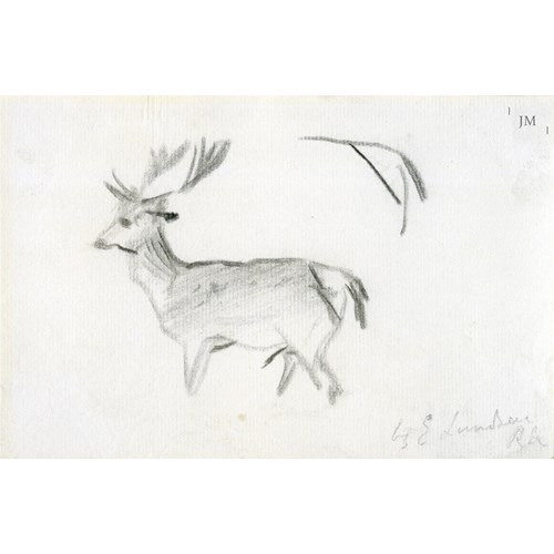 Study of a stag 